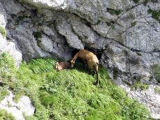 Серна-кавказская_8